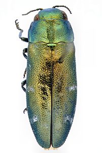 Diphucrania chalcophora, PL0579, female, from Acacia retinodes, SL, 5.8 × 2.1 mm